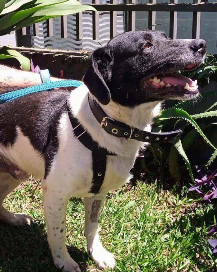 Cachorro ra a Sem Raça Definida idade 3 anos nome Getúlio