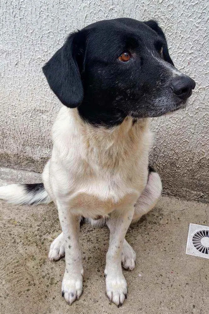Cachorro ra a Sem Raça Definida idade 3 anos nome Getúlio