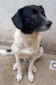 Getúlio