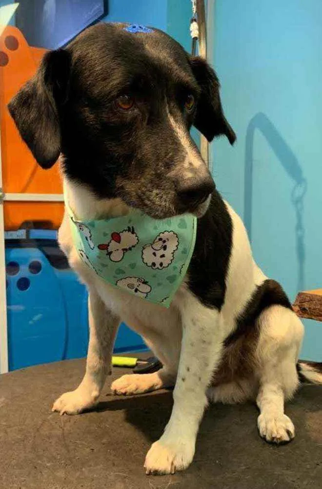 Cachorro ra a Sem Raça Definida idade 3 anos nome Getúlio