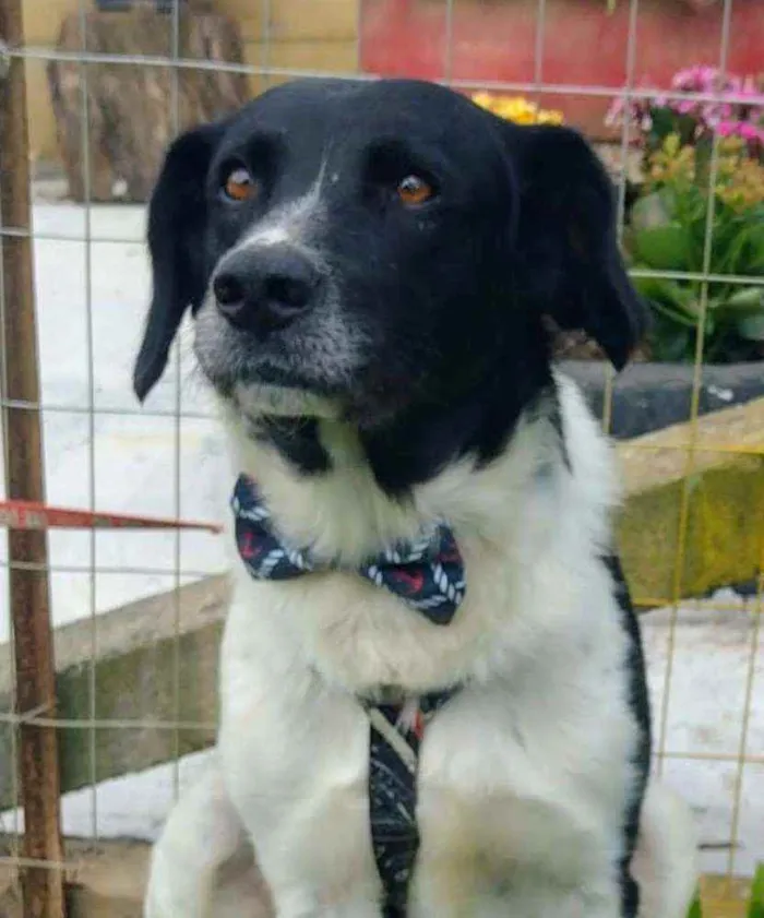 Cachorro ra a Sem Raça Definida idade 3 anos nome Getúlio