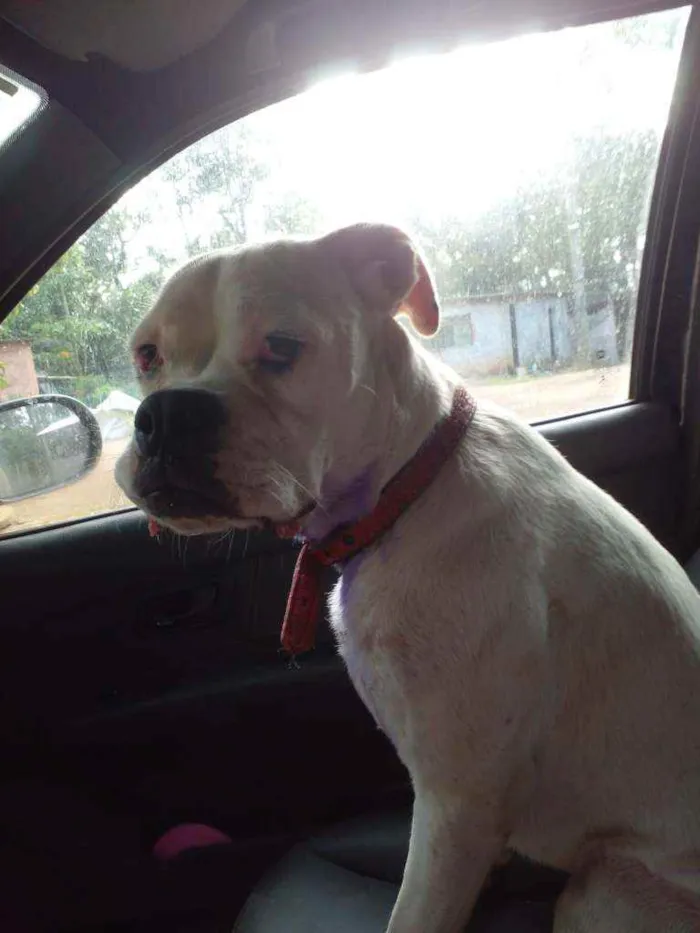 Cachorro ra a Boxer idade 1 ano nome Frida