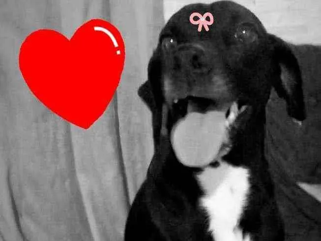 Cachorro ra a Srd idade 1 ano nome PANTERA