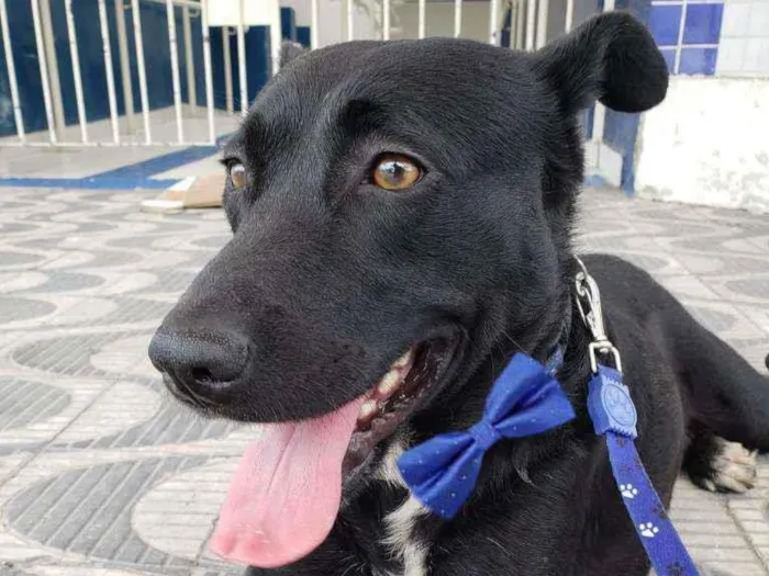 Cachorro ra a Srd idade 1 ano nome BLACK
