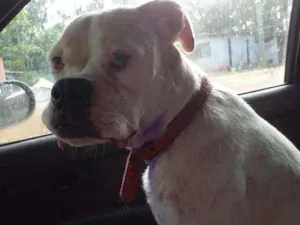 Cachorro raça Boxer idade 1 ano nome Frida