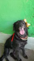 Pipa