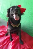 Pipa