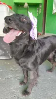 Pipa