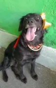 Pipa