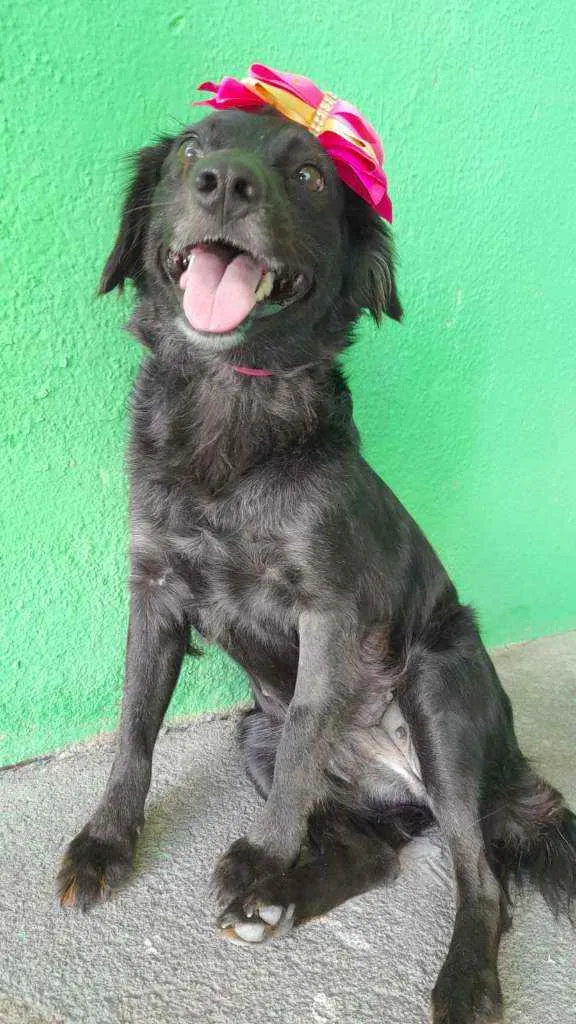 Cachorro ra a SRD idade 1 ano nome Pipa