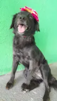Pipa
