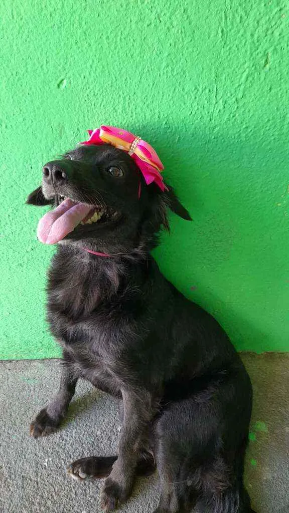 Cachorro ra a SRD idade 1 ano nome Pipa