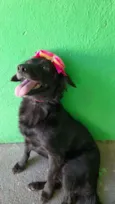 Pipa