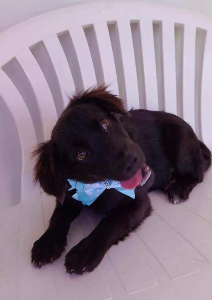 Cachorro ra a Srd  idade 7 a 11 meses nome Pepe