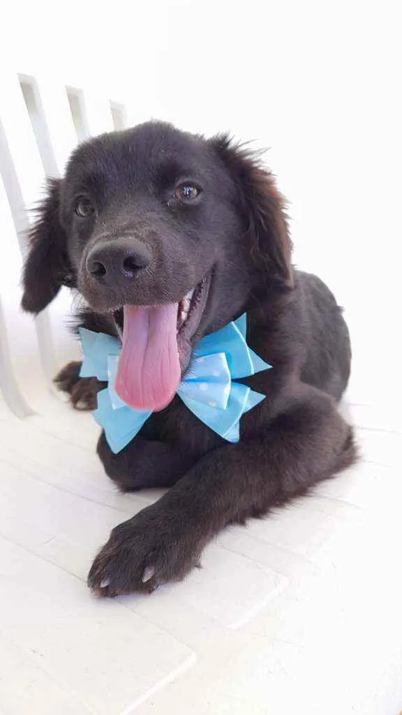 Cachorro ra a Srd  idade 7 a 11 meses nome Pepe