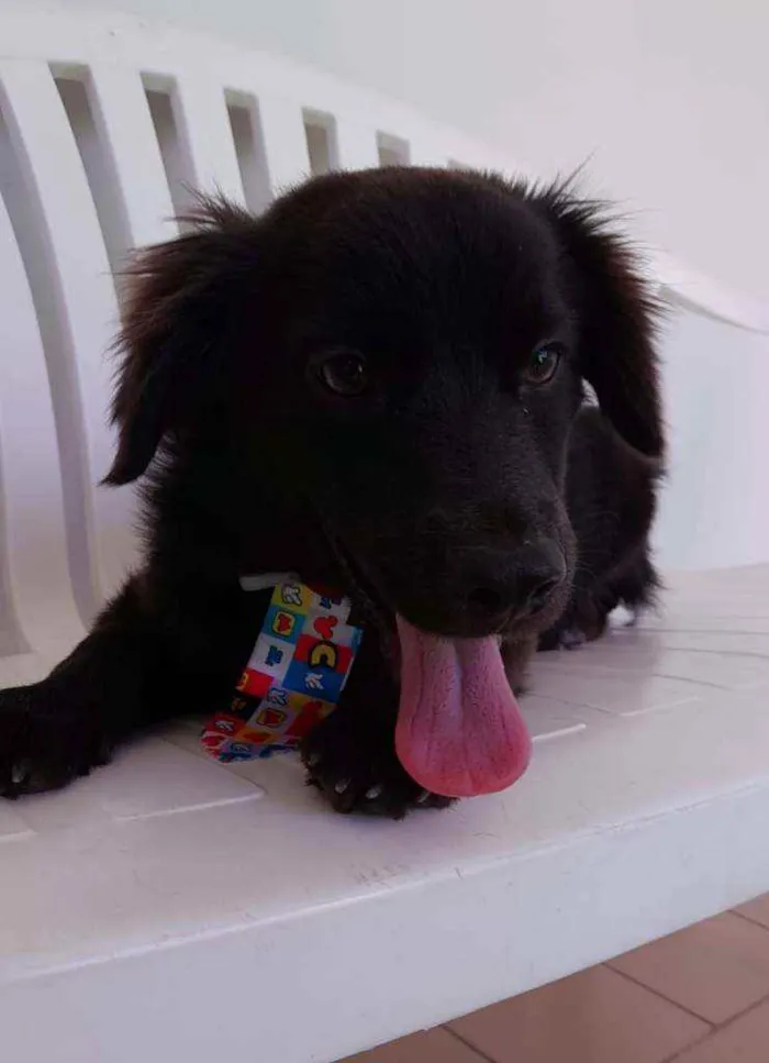 Cachorro ra a Srd  idade 7 a 11 meses nome Pepe