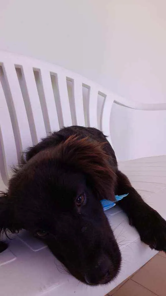 Cachorro ra a Srd  idade 7 a 11 meses nome Pepe
