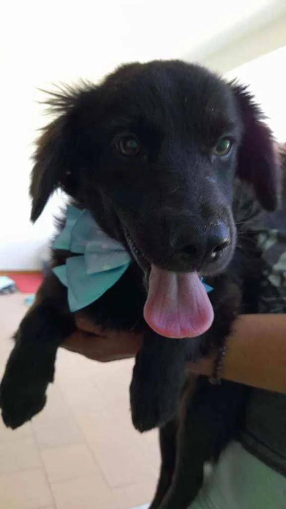 Cachorro ra a Srd  idade 7 a 11 meses nome Pepe