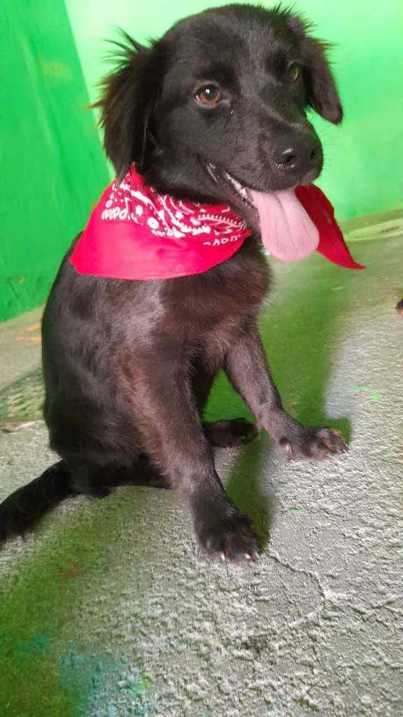 Cachorro ra a Srd  idade 7 a 11 meses nome Pepe