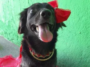 Cachorro raça SRD idade 1 ano nome Pipa