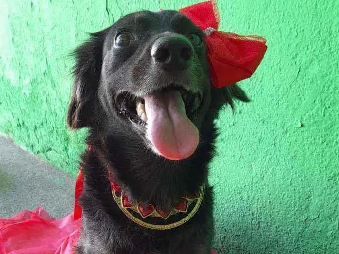 Cachorro ra a SRD idade 1 ano nome Pipa