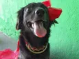 Pipa