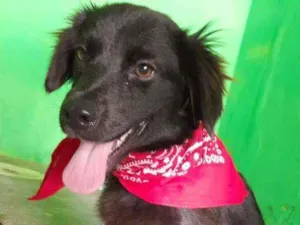 Cachorro raça Srd  idade 7 a 11 meses nome Pepe