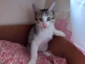 Gato raça SRD idade 2 a 6 meses nome Enzo 