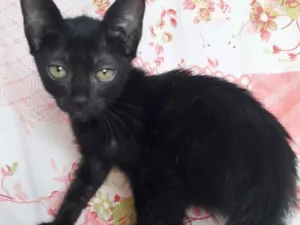 Gato raça SRD idade 2 a 6 meses nome KALI