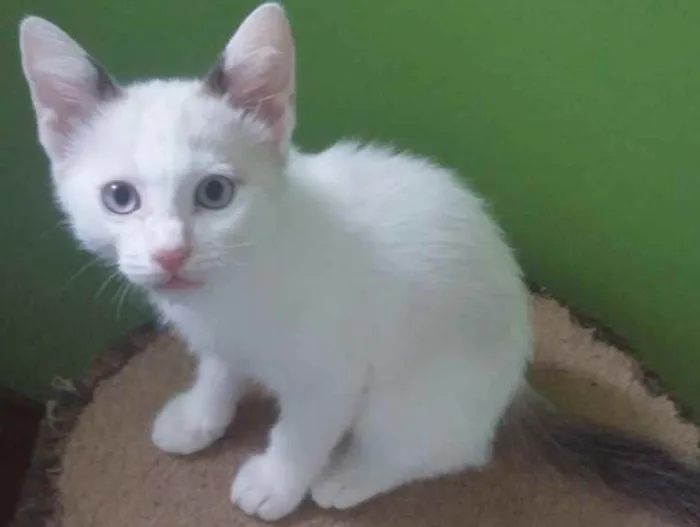 Gato raça SRD idade 2 a 6 meses nome LUCK