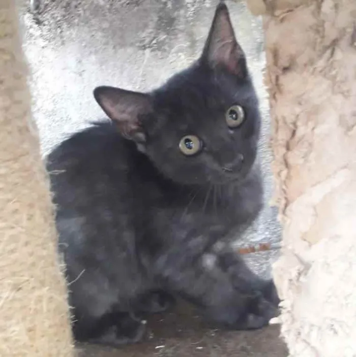 Gato raça SRD idade 2 a 6 meses nome AMORA