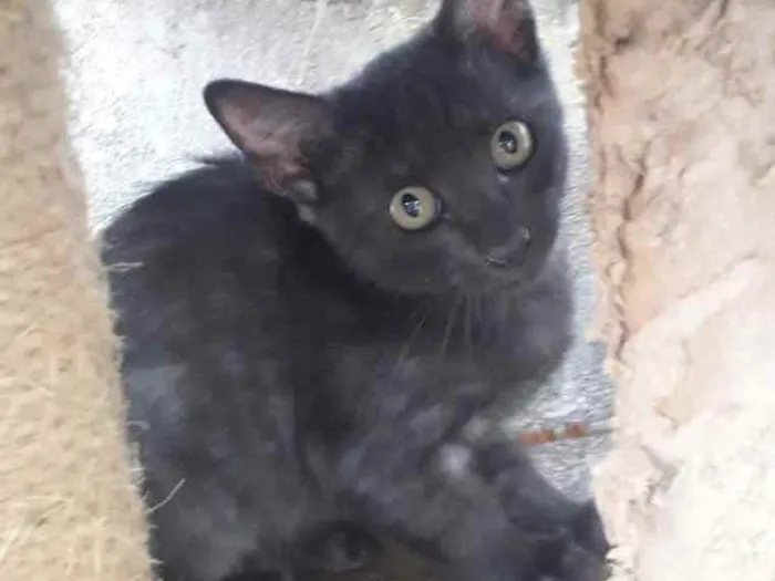Gato raça SRD idade 2 a 6 meses nome AMORA