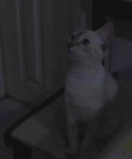 Gato raça Rajada idade 7 a 11 meses nome Valquíria