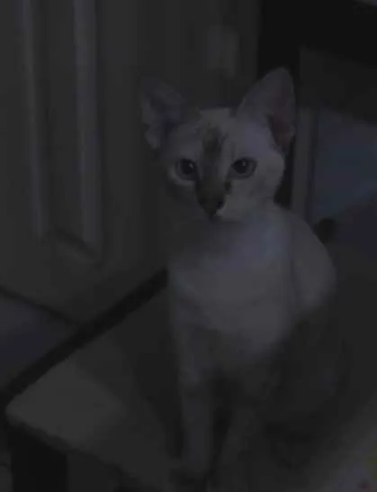 Gato raça Rajada idade 7 a 11 meses nome Valquíria