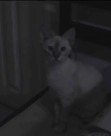 Gato raça Rajada idade 7 a 11 meses nome Valquíria