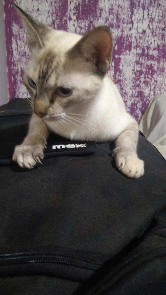 Gato raça Rajada idade 7 a 11 meses nome Valquíria