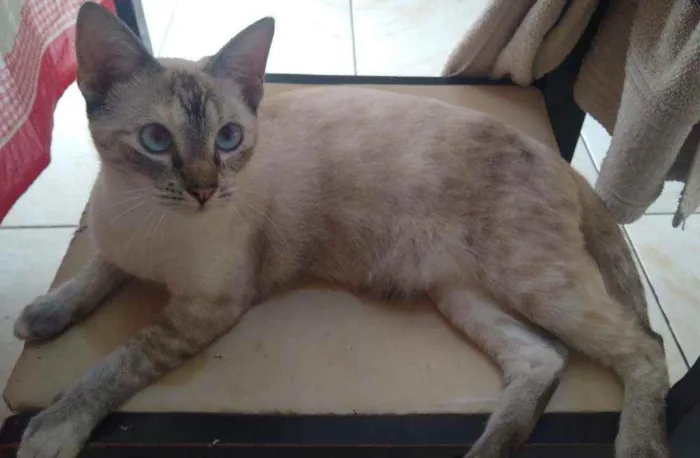 Gato raça Rajada idade 7 a 11 meses nome Valquíria