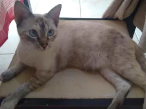 Gato raça Rajada idade 7 a 11 meses nome Valquíria