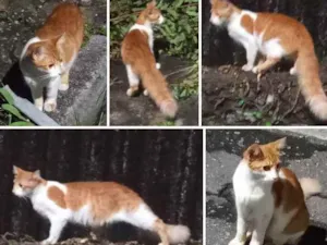 Gato raça Legítima Brasileirinho idade 2 a 6 meses nome Loirinho