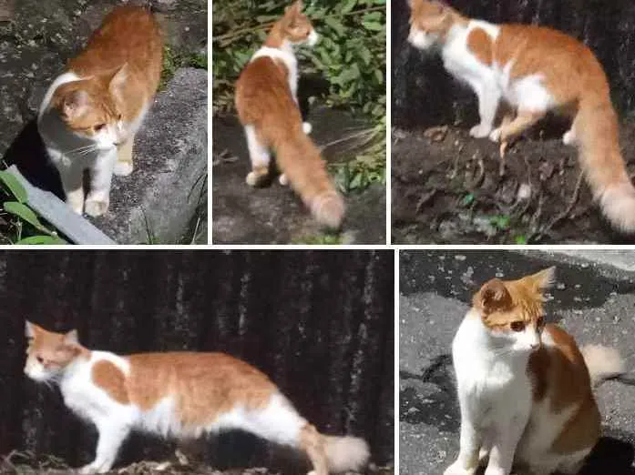 Gato ra a Legítima Brasileirinho idade 2 a 6 meses nome Loirinho