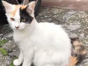 Gato raça SRD idade 2 a 6 meses nome LUNA