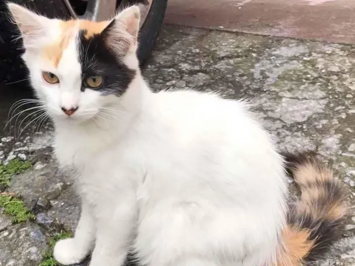 Gato raça SRD idade 2 a 6 meses nome LUNA