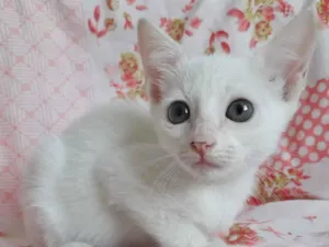 Gato raça SRD idade 2 a 6 meses nome AYANA