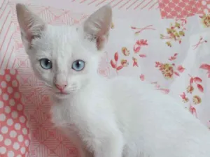 Gato raça SRD idade 2 a 6 meses nome ANGEL