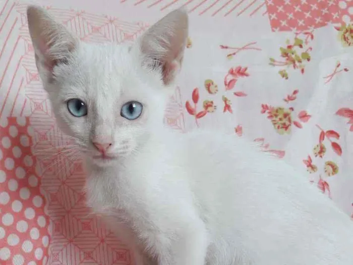 Gato raça SRD idade 2 a 6 meses nome ANGEL