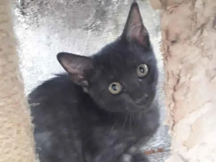Gato raça SRD idade 2 a 6 meses nome AMORA