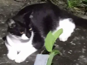 Gato raça Legítima Brasileirinho idade 2 a 6 meses nome Moreno