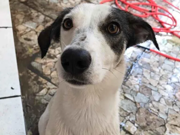 Cachorro ra a vira lata  idade 2 anos nome Meggie 