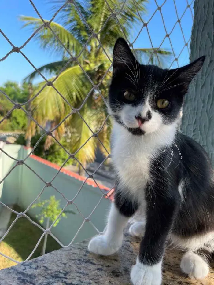 Gato ra a SRN idade Abaixo de 2 meses nome Jhon