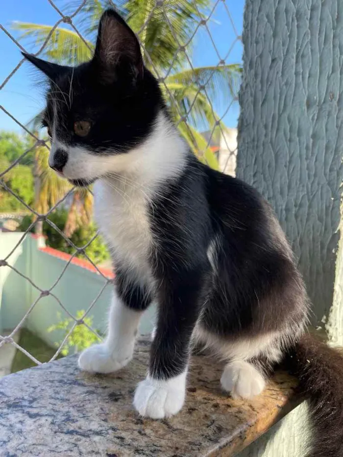 Gato ra a SRN idade Abaixo de 2 meses nome Jhon